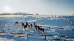 ORAVSKÝ HÁJ GARDEN HOTEL & RESORT