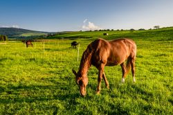 ORAVSKÝ HÁJ GARDEN HOTEL & RESORT